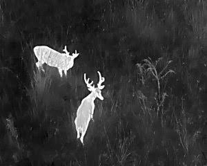 Thermal image showing two deer